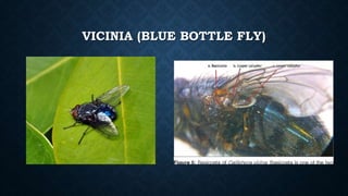 VICINIA (BLUE BOTTLE FLY)
 