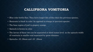 CALLIPHORA VOMITORIA
• Blue color bottle flies. They have longer life cylcles than the previous species..
• Basicosta is black in color. As opposed to orange in previous species.
• The base region of jowl is gingery orange.
• Spiracle is brown in color.
• The larvae of these two can be separated at third instar level as the spiracle width
of vomitoria is smaller and separated by great distance.
• Spiracles .33-.38mm and .23- .28mm
 