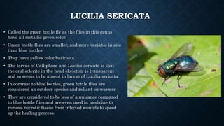 LUCILIA SERICATA
• Called the green bottle fly as the flies in this genus
have all metallic green color.
• Green bottle flies are smaller, and more variable in size
than blue bottles
• They have yellow color basicosta.
• The larvae of Calliphora and Lucilia sericata is that
the oral sclerite in the head skeleton is transparent
and so seems to be absent in larvae of Lucilia sericata.
• In contrast to blue bottles, green bottle flies are
considered an outdoor species and reliant on warmer
• They are considered to be less of a nuisance compared
to blue bottle flies and are even used in medicine to
remove necrotic tissue from infected wounds to speed
up the healing process.
 