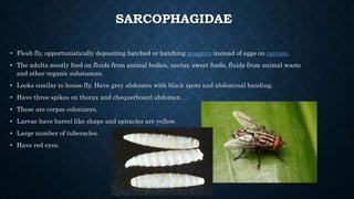 SARCOPHAGIDAE
• Flesh fly, opportunistically depositing hatched or hatching maggots instead of eggs on carrion.
• The adults mostly feed on fluids from animal bodies, nectar, sweet foods, fluids from animal waste
and other organic substances.
• Looks similar to house fly. Have grey abdomen with black spots and abdominal banding.
• Have three spikes on thorax and chequerboard abdomen.
• These are corpse colonizers.
• Larvae have barrel like shape and spiracles are yellow.
• Large number of tuberacles.
• Have red eyes.
 