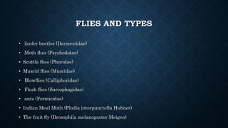 FLIES AND TYPES
• larder beetles (Dermestidae)
• Moth ﬂies (Psychodidae)
• Scuttle ﬂies (Phoridae)
• Muscid ﬂies (Muscidae)
• Blowﬂies (Calliphoridae)
• Flesh ﬂies (Sarcophagidae)
• ants (Formicidae)
• Indian Meal Moth (Plodia interpunctella Hubner)
• The fruit ﬂy (Drosophila melanogaster Meigen)
 