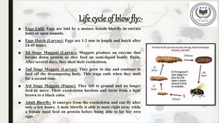 ■ Eggs Laid: Eggs are laid by a mature female blowfly in carcass
holes or open wounds.
■ Eggs Hatch (Larvae): Eggs are 1-2 mm in length and hatch after
24-45 hours.
■ 1st Stage Maggots (Larvae): Maggots produce an enzyme that
breaks down protein so they feed on semi-liquid bodily fluids.
After several days, they shed their exoskeleton.
■ 2nd Stage Maggots (Larvae): They grow in size and continue to
feed off the decomposing body. This stage ends when they molt
for a second time.
■ 3rd Stage Maggots (Pupae): They fall to ground and no longer
feed or move. Their exoskeleton hardens and turns from a light
brown to a black color.
■ Adult Blowfly: It emerges from the exoskeleton and can fly after
only a few hours. A male blowfly is able to mate right away while
a female must feed on protein before being able to lay her own
eggs.
Life cycle of blow fly:-
 