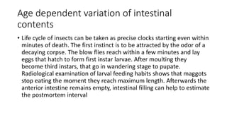 Age dependent variation of intestinal
contents
• Life cycle of insects can be taken as precise clocks starting even within
minutes of death. The first instinct is to be attracted by the odor of a
decaying corpse. The blow flies reach within a few minutes and lay
eggs that hatch to form first instar larvae. After moulting they
become third instars, that go in wandering stage to pupate.
Radiological examination of larval feeding habits shows that maggots
stop eating the moment they reach maximum length. Afterwards the
anterior intestine remains empty, intestinal filling can help to estimate
the postmortem interval
 