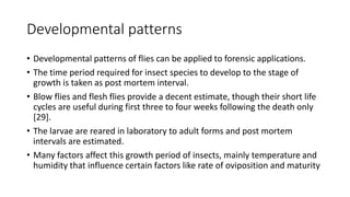 Developmental patterns
• Developmental patterns of flies can be applied to forensic applications.
• The time period required for insect species to develop to the stage of
growth is taken as post mortem interval.
• Blow flies and flesh flies provide a decent estimate, though their short life
cycles are useful during first three to four weeks following the death only
[29].
• The larvae are reared in laboratory to adult forms and post mortem
intervals are estimated.
• Many factors affect this growth period of insects, mainly temperature and
humidity that influence certain factors like rate of oviposition and maturity
 