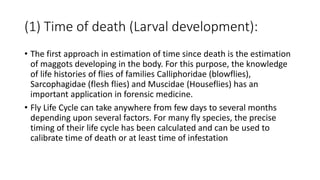 (1) Time of death (Larval development):
• The first approach in estimation of time since death is the estimation
of maggots developing in the body. For this purpose, the knowledge
of life histories of flies of families Calliphoridae (blowflies),
Sarcophagidae (flesh flies) and Muscidae (Houseflies) has an
important application in forensic medicine.
• Fly Life Cycle can take anywhere from few days to several months
depending upon several factors. For many fly species, the precise
timing of their life cycle has been calculated and can be used to
calibrate time of death or at least time of infestation
 