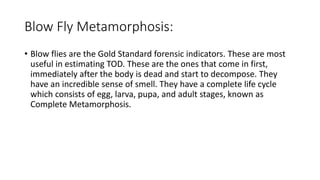 Blow Fly Metamorphosis:
• Blow flies are the Gold Standard forensic indicators. These are most
useful in estimating TOD. These are the ones that come in first,
immediately after the body is dead and start to decompose. They
have an incredible sense of smell. They have a complete life cycle
which consists of egg, larva, pupa, and adult stages, known as
Complete Metamorphosis.
 