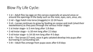 Blow Fly Life Cycle:
• 1 st – Adult flies lay eggs on the carcass especially at wound areas or
around the openings in the body such as the nose, eyes, ears, anus, etc.
• 2 nd – Eggs hatch into larva (maggots) in 12-24 hours
• 3 rd – Larvae continues to grow by feeding on corpse and molt (shed their
exoskeletons) as they pass through the various instar stages
• 1 st Instar stage– is 5 mm long after 1.8 days
• 2 nd Instar stage – is 10 mm long after 2.5 days
• 3 rd Instar stage– is 14-16 mm long after 4-5 days
• 4 th – The larvae (17 mm), once it gets satiated develop into pupa after
burrowing in surrounding soil.
• 5 th – Adult flies emerge from pupa cases after 6-8 days
 