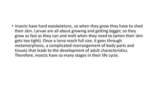 • Insects have hard exoskeletons, so when they grow they have to shed
their skin. Larvae are all about growing and getting bigger, so they
grow as fast as they can and molt when they need to (when their skin
gets too tight). Once a larva reach full size, it goes through
metamorphosis, a complicated rearrangement of body parts and
tissues that leads to the development of adult characteristics.
Therefore, insects have so many stages in their life cycle.
 