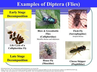 forensic entomology identifaction ana.ppt