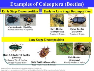 forensic entomology identifaction ana.ppt