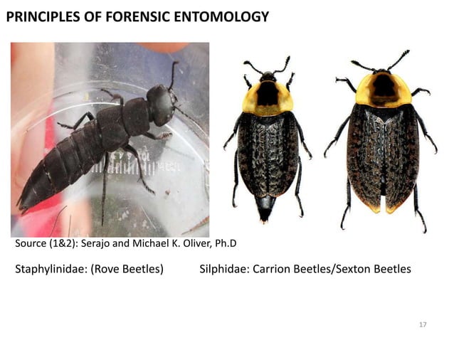 Forensic entomology presentation | PPTX