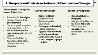 Post Mortem Insects Forensic Entomology: Insects as Evidence | PDF