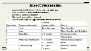 Insect Succession Examples Forensic Entomology: Insects as Evidence | PDF