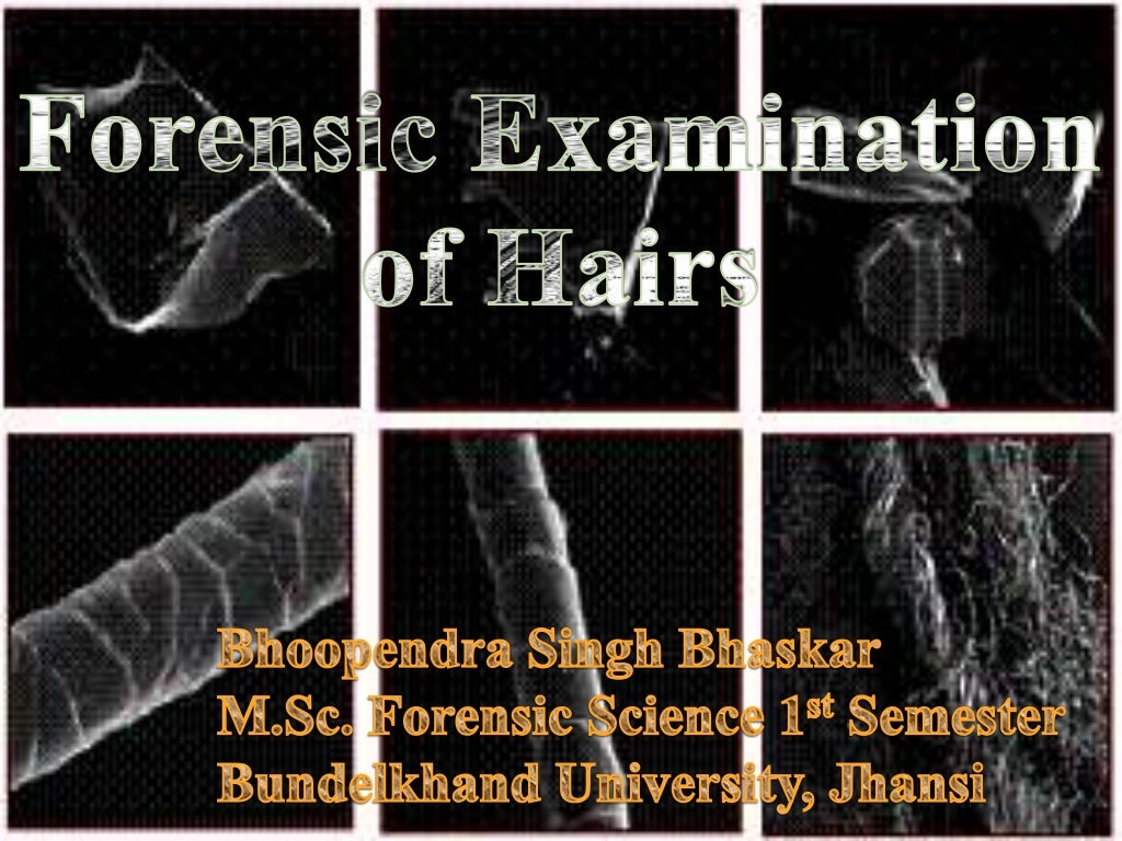Forensic examination of hair