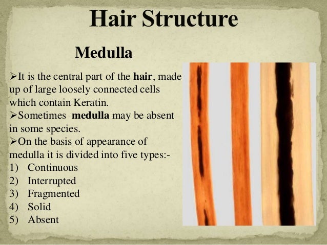 human hair microscopic characteristics
