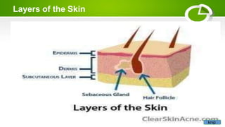 Layers of the Skin
knip
 