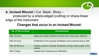 b. Incised Wound ( Cut, Slash, Slice) –
produced by a sharp-edged (cutting) or sharp-linear
edge of the instrument
Changes that occur in an Incised Wound:
No. of Hours & Days Characteristics
After 12 hours Edges are swollen; adherent w/ blood and w/ leucocyte infiltration
After 24 hours Proliferation of the vascular endothelium and connective-tissue cells
After 36-48 hours Capillary network complete; fibroblasts running at right angles to the
vessels
After 3-5days Vessels show thickening and obliteration
knip
 