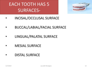 Basic Dentistry
• Each tooth has a crown (visible
portion that protrudes above
gum) and a root (embedded into
the socket in the jaw bone).
• Crown is capped by enamel ,
under the enamel is a layer of
dentin which surrounds the pulp
cavity.
• The root is surrounded by
cementum.
• Periodontal ligament present
between cementum and bone of
the jaw holds the tooth in jaw.
10/6/2016 13saurabh bhargava
 