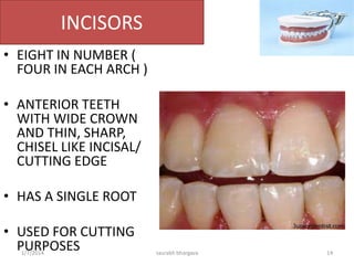 Two arches present in the oral
cavity-
-Maxillary arch
-Mandibular arch
Since both arches are
symmetrical ; the whole dentition
is divided into 4 quadrant ; each
containing the same number &
same types of teeth , as-
•2 Incisors
•1 Canine
•2 Pre molars
•3 Molars
MANDIBLE AND MAXILLA
10/6/2016 14saurabh bhargava
 
