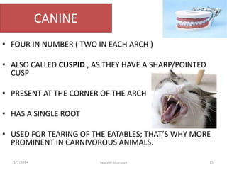 DENTITION
MAXILLARY
DENTITION
RIGHT UPPER
LEFT UPPER
MANDIBULAR
DENTITION
RIGHT
LOWER
LEFT LOWER
DENTITION
10/6/2016 15saurabh bhargava
 