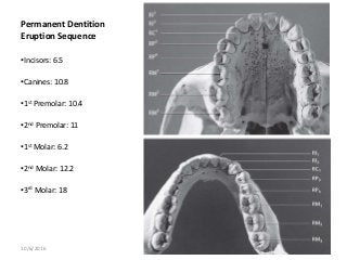 Permanent Dentition
Eruption Sequence
•Incisors: 6.5
•Canines: 10.8
•1st Premolar: 10.4
•2nd Premolar: 11
•1st Molar: 6.2
•2nd Molar: 12.2
•3rd Molar: 18
10/6/2016 saurabh bhargava 61
 