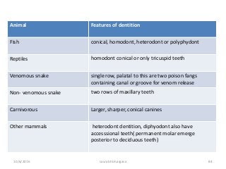 10/6/2016 saurabh bhargava 84
Animal Features of dentition
Fish conical, homodont, heterodont or polyphydont
Reptiles homodont conical or only tricuspid teeth
Venomous snake single row, palatal to this are two poison fangs
containing canal or groove for venom release
Non- venomous snake two rows of maxillary teeth
Carnivorous Larger, sharper, conical canines
Other mammals heterodont dentition, diphyodont also have
accesssional teeth( permanent molar emerge
posterior to deciduous teeth)
 