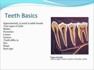 Teeth Basics
Approximately 32 teeth in adult mouth
Four types of teeth:
Molars
Premolars
Canine
Incisors
Teeth differ in:
Size
Shape
Root type
Types of teeth.
Left to right: Incisor, Canine, Premolar, molar.
 