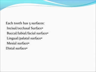 :Each tooth has 5 surfaces
•Incisal/occlusal Surface
•Buccal/labial/facial surface
•Lingual/palatal surface
•Mesial surface
•Distal surface
 