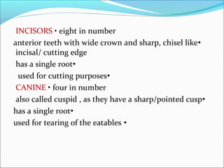 INCISORS • eight in number
•anterior teeth with wide crown and sharp, chisel like
incisal/ cutting edge
•has a single root
•used for cutting purposes
CANINE • four in number
•also called cuspid , as they have a sharp/pointed cusp
•has a single root
•used for tearing of the eatables
 