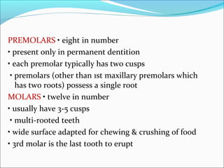 PREMOLARS • eight in number
• present only in permanent dentition
• each premolar typically has two cusps
• premolars (other than 1st maxillary premolars which
has two roots) possess a single root
MOLARS • twelve in number
• usually have 3-5 cusps
• multi-rooted teeth
• wide surface adapted for chewing & crushing of food
• 3rd molar is the last tooth to erupt
 