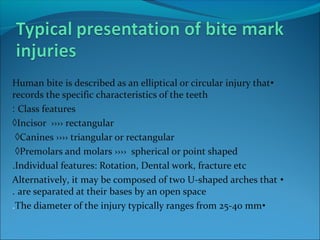 •Human bite is described as an elliptical or circular injury that
records the specific characteristics of the teeth
Class features:
◊Incisor ›››› rectangular
◊Canines ›››› triangular or rectangular
◊Premolars and molars ›››› spherical or point shaped
Individual features: Rotation, Dental work, fracture etc.
•Alternatively, it may be composed of two U-shaped arches that
are separated at their bases by an open space.
•The diameter of the injury typically ranges from 25-40 mm.
 
