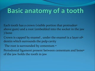 •Each tooth has a crown (visible portion that protrudes
above gum) and a root (embedded into the socket in the jaw
bone(
•Crown is capped by enamel , under the enamel is a layer of
dentin which surrounds the pulp cavity
•The root is surrounded by cementum
•Periodontal ligament present between cementum and bone
of the jaw holds the tooth in jaw
 