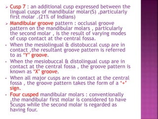  Cusp 7 : an additional cusp expressed between the
lingual cusps of mandibular molar(S) ,particularly
first molar .(21% of Indians)
 Mandibular groove pattern : occlusal groove
pattern on the mandibular molars , particularly
the second molar , is the result of varying modes
of cusp contact at the central fossa.
• When the mesiolingual & distobuccal cusp are in
contact ,the resultant groove pattern is referred
to as ‘Y’ groove.
• When the mesiobuccal & distolingual cusp are in
contact at the central fossa , the groove pattern is
known as ‘X’ groove.
• When all major cusps are in contact at the central
fossa , the groove pattern takes the form of a ‘+’
sign.
• Four cusped mandibular molars : conventionally
,the mandibular first molar is considered to have
5cusps while the second molar is regarded as
having four.
 