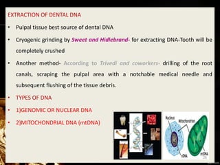 EXTRACTION OF DENTAL DNA
• Pulpal tissue best source of dental DNA
• Cryogenic grinding by Sweet and Hidlebrand- for extracting DNA-Tooth will be
completely crushed
• Another method- According to Trivedi and coworkers- drilling of the root
canals, scraping the pulpal area with a notchable medical needle and
subsequent flushing of the tissue debris.
• TYPES OF DNA
• 1)GENOMIC OR NUCLEAR DNA
• 2)MITOCHONDRIAL DNA (mtDNA)
26
 