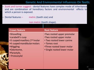 Genetic And Environmental Influences On Teeth:
• Scott and turner suggest - dental features have complex mode of inheritance
and are combination of hereditary factors and environmental effects to
which a person is exposed.
• Dental features – metric (tooth size) and
non metric (tooth shape).
Crown feature Root feature
•Shovelling
•carabelli’s cusp
•3 cuspedmaxillary 2nd molar
•4 cuspedmandibularmolars
•Wiggling
•Odontome,
•Parastyle,
• Protostylid
•Two rooted upper premolar
•Two rooted upper molar
• Two rooted lower canine
• Tomes root
•Three rooted lower molar
• Single rooted lower molar
32
 