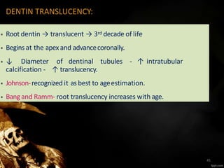 DENTIN TRANSLUCENCY:
• Root dentin → translucent → 3rd decade of life
• Beginsat the apexand advancecoronally.
• ↓ Diameter of dentinal tubules - ↑ intratubular
calcification - ↑ translucency.
• Johnson-recognized it as best to ageestimation.
• Bangand Ramm- root translucency increases with age.
45
 