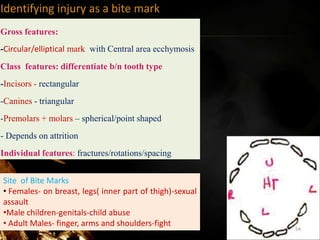 Identifying injury as a bite mark
Gross features:
-Circular/elliptical mark with Central area ecchymosis
Class features: differentiate b/n tooth type
-Incisors - rectangular
-Canines - triangular
-Premolars + molars – spherical/point shaped
- Depends on attrition
Individual features: fractures/rotations/spacing
Site of Bite Marks
• Females- on breast, legs( inner part of thigh)-sexual
assault
•Male children-genitals-child abuse
• Adult Males- finger, arms and shoulders-fight
54
 
