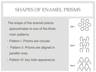 SHAPES OF ENAMEL PRISMS
The shape of the enamel prisms
approximates to one of the three
main patterns
• Pattern I: Prisms are circular.
• Pattern II: Prisms are aligned in
parallel rows.
• Pattern III: key hole appearance.
 