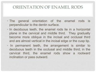 ORIENTATION OF ENAMEL RODS
• The general orientation of the enamel rods is
perpendicular to the dentin surface.
• In deciduous teeth, the enamel rods lie in a horizontal
plane in the cervical and middle third. They gradually
become more oblique in the incisal and occlusal third
and are almost vertical in the incisal edge or the cusp tip.
• In permanent teeth, the arrangement is similar to
deciduous teeth in the occlusal and middle third; in the
cervical third, the enamel rods show a rootward
inclination or pass outward.
 