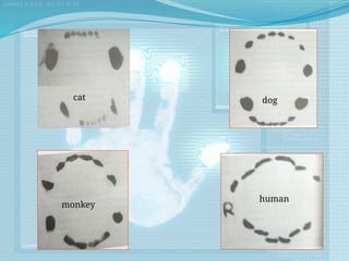 cat dog
monkey
human
 