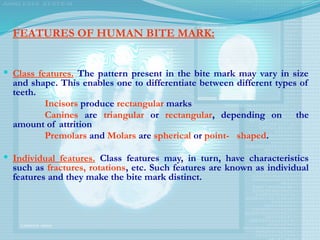 FEATURES OF HUMAN BITE MARK:
 Class features. The pattern present in the bite mark may vary in size
and shape. This enables one to differentiate between different types of
teeth.
Incisors produce rectangular marks
Canines are triangular or rectangular, depending on the
amount of attrition
Premolars and Molars are spherical or point- shaped.
 Individual features. Class features may, in turn, have characteristics
such as fractures, rotations, etc. Such features are known as individual
features and they make the bite mark distinct.
 