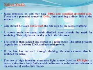  Saliva deposited on skin may have WBCs and sloughed epithelial cells.
These are a potential source of DNA, thus enabling a direct link to the
suspect.
 Care should be taken not to wash the bite area before saliva swabbing.
 A cotton swab moistened with distilled water should be used for
swabbing. This rehydrates the dry cells in the bite area.
 The swab is then labeled and stored in a refrigerator. The latter prevents
degradation of salivary DNA and bacterial growth.
 If the bite has occurred through clothing, the clothes must also be
swabbed for saliva.
 The use of high intensity alternative light source (such as UV light) to
locate stains from body fluids enable saliva traces to be recovered even in
the absence of visible bite marks.
Saliva Swab.
 