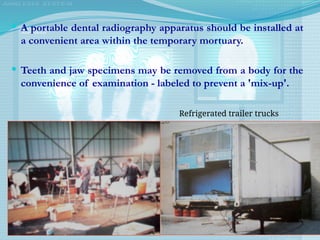  A portable dental radiography apparatus should be installed at
a convenient area within the temporary mortuary.
 Teeth and jaw specimens may be removed from a body for the
convenience of examination - labeled to prevent a 'mix-up'.
Refrigerated trailer trucks
 