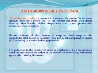 TOOTH MORPHOLOGY AND SEXING
 'Distal Accessory ridge', a nonmetric feature on the canine "is the most
sexually dimorphic crown trait in the human dentition, with males
showing significantly higher frequencies and more pronounced
expression than females".
 Greater absence of the distobuccal cusp or distal cusp on the
mandibular first molar in females (40.6 per cent) compared to males
(16.2 per cent) in a south Indian population.
 The reduction in the number of cusps is a reflection of an evolutionary
trend towards overall reduction in the size of the lower face, with males
apparently resisting this trend.
DP
 