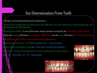 Sex Determination From Teeth
• Gender can be determined based on data from---
Cranio-facial morphology and dimensions; Sex differences in tooth dimensions; Tooth morphology; Sex
determination by DNA analysis.
• Amelogenin (AMEL) is one of the major matrix proteins secreted by the ameloblasts of the enamel.
• Thus the females (XX) have two identical AMEL genes but the males (XY) have two non identical genes.
• Mandibular cuspid shows the maximum sexual dimorphism
• Mesio-distal diameter: < 6.7 mm (in females) & > 7 mm (in male).
• Root length of maxillary cuspid is >3 mm more in males than females.
• Distance b/w tips of coronoid processes(cm) x distance b/w angles of jaw…
• if > 90 = then male ; if < 78 = then female.
 
