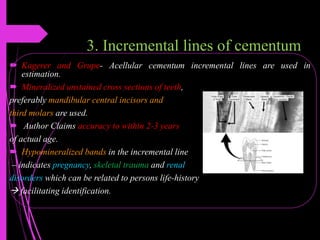 3. Incremental lines of cementum
 Kagerer and Grupe- Acellular cementum incremental lines are used in
estimation.
 Mineralized unstained cross sections of teeth,
preferably mandibular central incisors and
third molars are used.
 Author Claims accuracy to within 2-3 years
of actual age.
 Hypomineralized bands in the incremental line
– indicates pregnancy, skeletal trauma and renal
disorders which can be related to persons life-history
 facilitating identification.
 