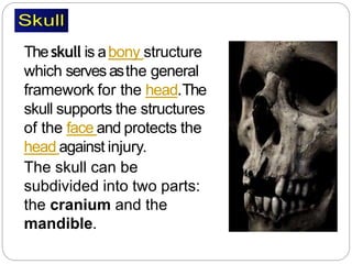 Theskull is abony structure
which serves asthe general
framework for the head.The
skull supports the structures
of the fac...