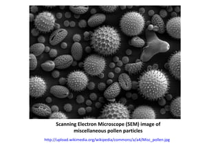 Scanning Electron Microscope (SEM) image of
             miscellaneous pollen particles
http://upload.wikimedia.org/wikipedia/commons/a/a4/Misc_pollen.jpg
 