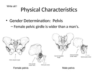 Physical Characteristics
• Gender Determination: Pelvis
– Female pelvic girdle is wider than a man’s.
Write all !
Female pelvis Male pelvis
 