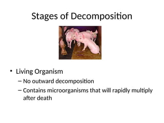 Stages of Decomposition
• Living Organism
– No outward decomposition
– Contains microorganisms that will rapidly multiply
after death
 